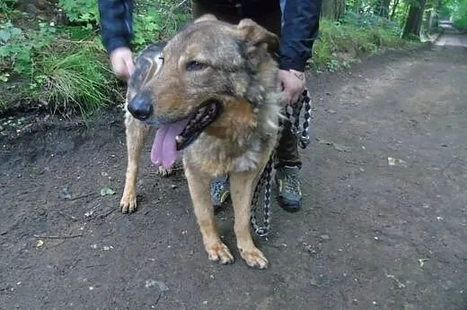 Misiek - piękny pies stróżujący do adopcji,  Pozos