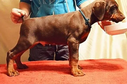 Doberman szczenięta pokazać klasę!., łódzkie Łódź