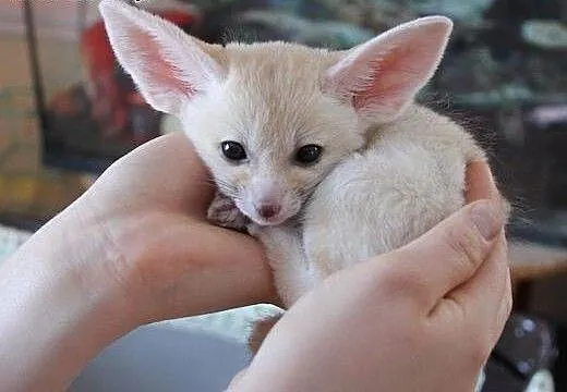 Mam 3 samce i żeński lis Fennec dostępny, Pozosta