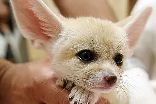 Mam 3 samce i żeński lis Fennec dostępny,  Pozosta