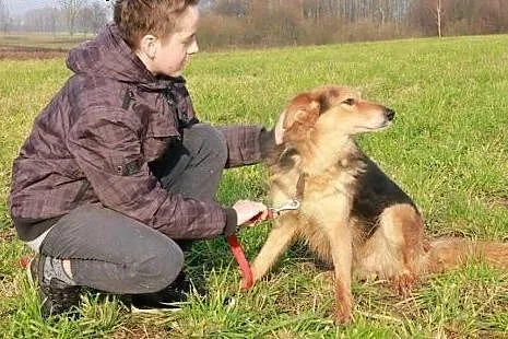 Holi do adopcji,  podlaskie Augustów