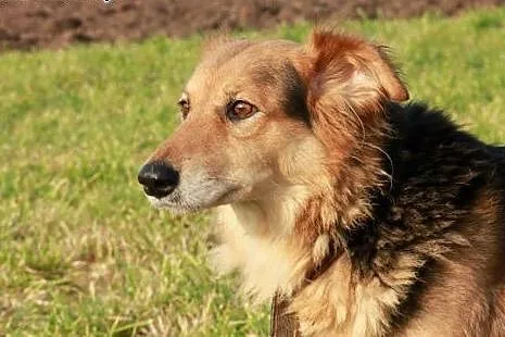 Holi do adopcji,  podlaskie Augustów