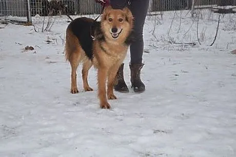 Holi do adopcji,  podlaskie Augustów