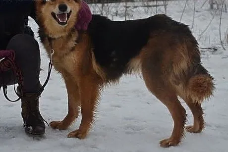 Holi do adopcji,  podlaskie Augustów