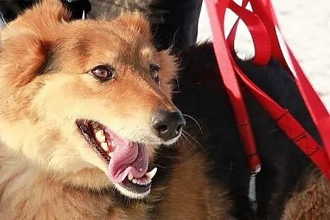 Holi do adopcji,  podlaskie Augustów