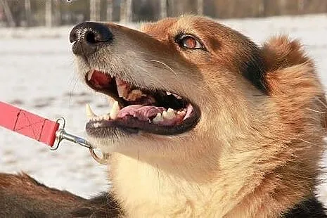 Holi do adopcji,  podlaskie Augustów