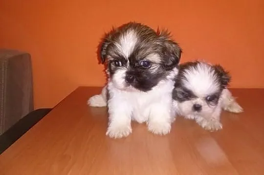 Shih Tzu szczeniaczki