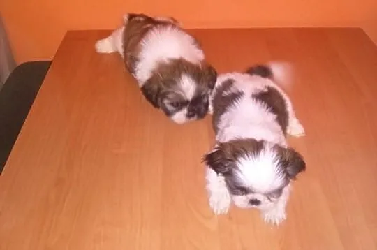 Shih Tzu szczeniaczki