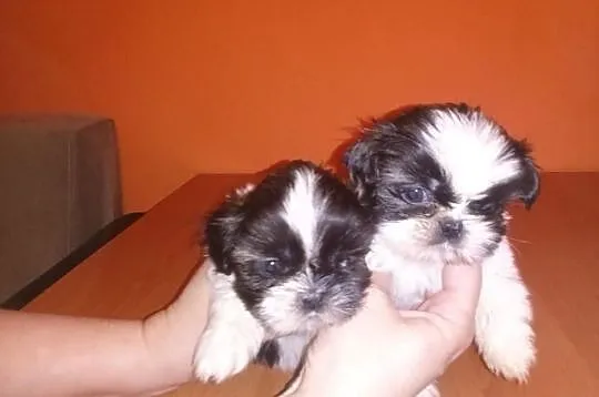 Shih Tzu szczeniaczki