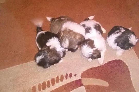 Shih Tzu szczeniaczki