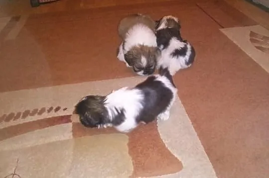 Shih Tzu szczeniaczki