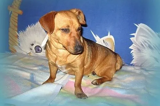 Zuzia-mlodziutka,wysterylizowana,adopcja!!,  świętokrzyskie Kielce
