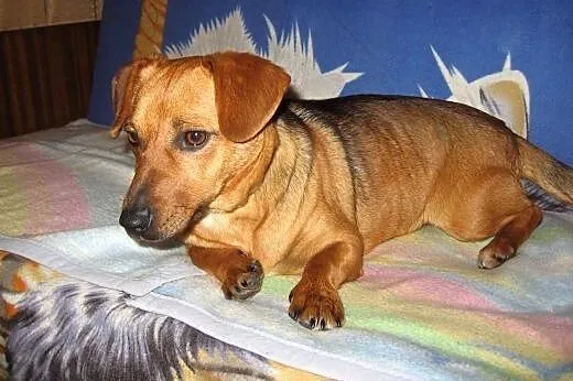 Zuzia-mlodziutka,wysterylizowana,adopcja!!,  święt