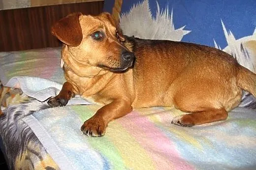 Zuzia-mlodziutka,wysterylizowana,adopcja!!,  święt
