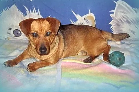 Zuzia-mlodziutka,wysterylizowana,adopcja!!,  święt