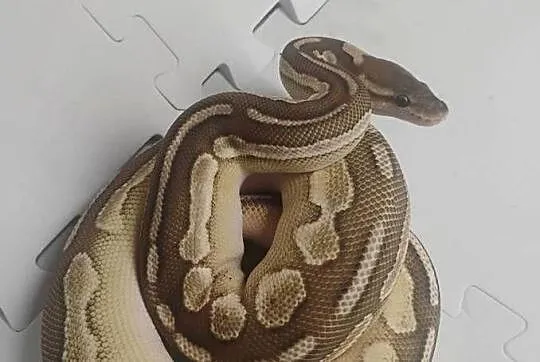 Python królewskie cb23