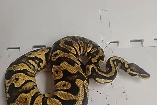Python królewskie cb23, Śląskie, Pszów