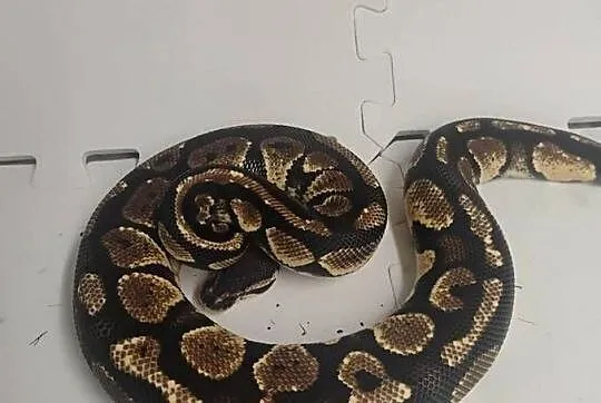 Python królewskie cb23, Śląskie, Pszów