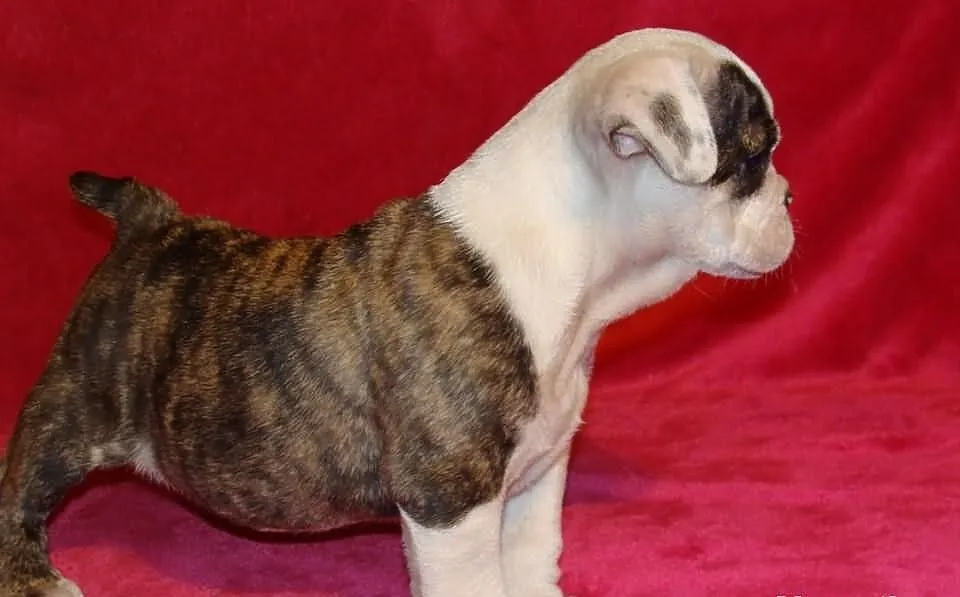 Buldog Francuski piesek