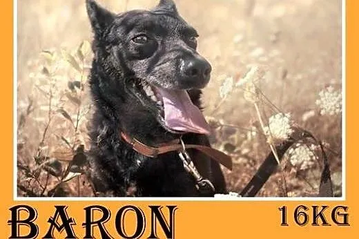 17kg,przyjazny,towarzyski,łagodny,średni piesek BARON,  śląskie Katowice