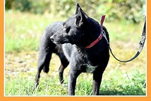 17kg,przyjazny,towarzyski,łagodny,średni piesek BA