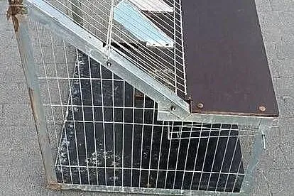 Sprzedam wlot belgijski, Opolskie, Bierdzany