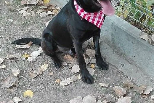 Salvo przyjazny, towarzyski pies do adopcji ,  maz