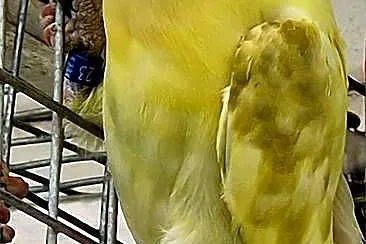 Nierozłączka czarnogłowa młoda do oswojenia jak i dojrzałe na lęgi, Śląskie, Katowice