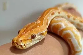 Python Bivittatus