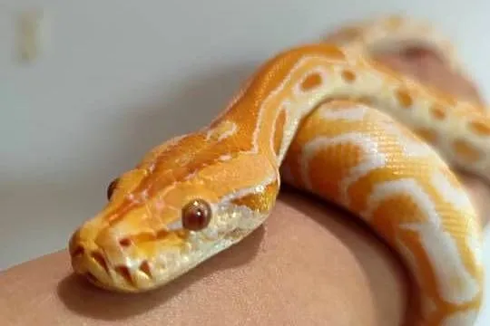 Python Bivittatus