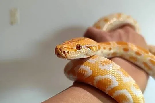 Python Bivittatus, Mazowieckie, Pruszków