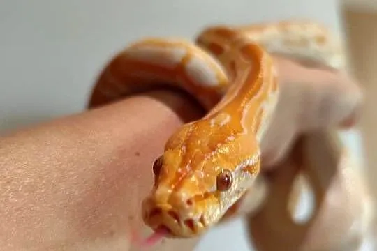 Python Bivittatus, Mazowieckie, Pruszków