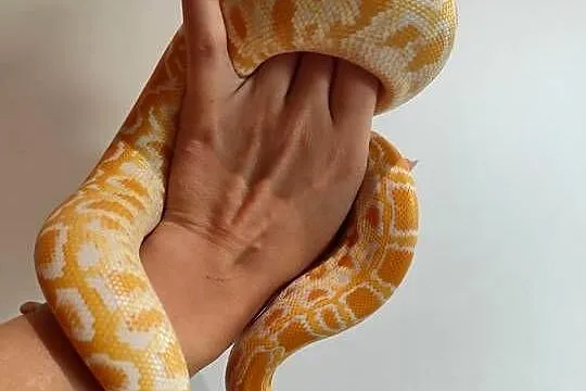 Python Bivittatus, Mazowieckie, Pruszków