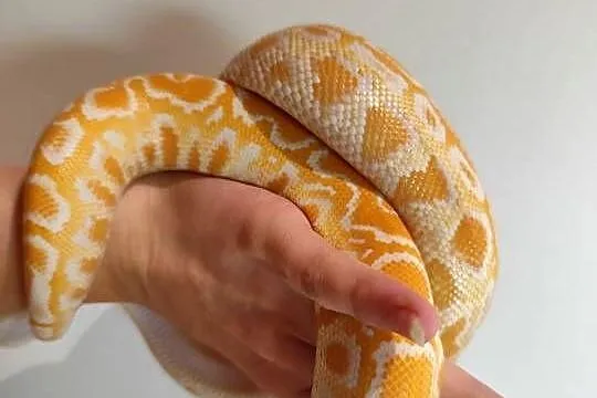 Python Bivittatus, Mazowieckie, Pruszków