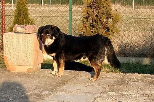 Tedi jest przesympatycznym, ok 4 letnim psem o tragicznej wręcz przesłości,  wielkopolskie Poznań