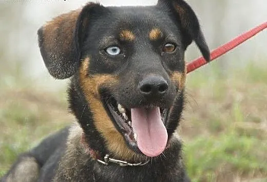 Sigma :) suczka, adopcja, lubuskie Gorzów Wielkop