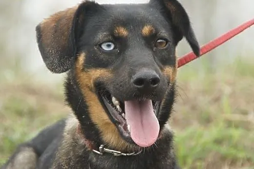 Sigma :) suczka, adopcja,  lubuskie Gorzów Wielkop