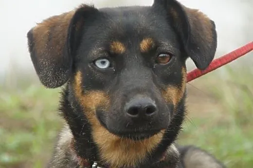 Sigma :) suczka, adopcja,  lubuskie Gorzów Wielkop