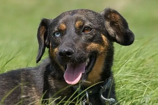 Sigma :) suczka, adopcja,  lubuskie Gorzów Wielkop