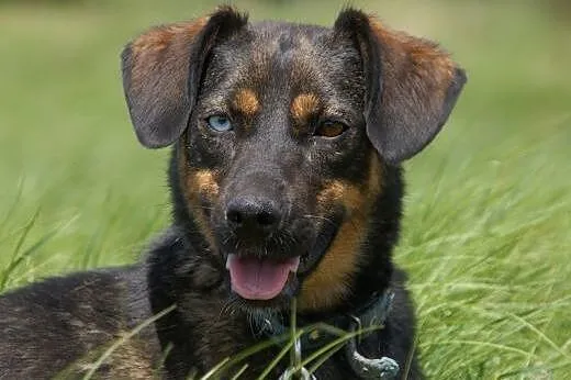Sigma :) suczka, adopcja,  lubuskie Gorzów Wielkop