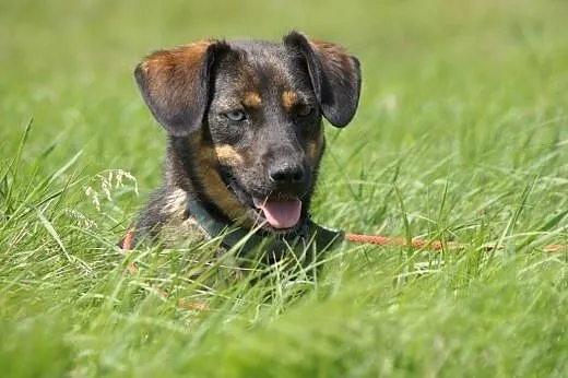 Sigma :) suczka, adopcja,  lubuskie Gorzów Wielkop