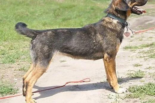 Sigma :) suczka, adopcja,  lubuskie Gorzów Wielkop