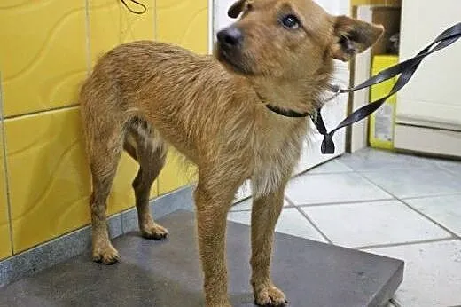 AKIM W TYPIE TERIERA W SCHRONISKU,  Teriery cała P