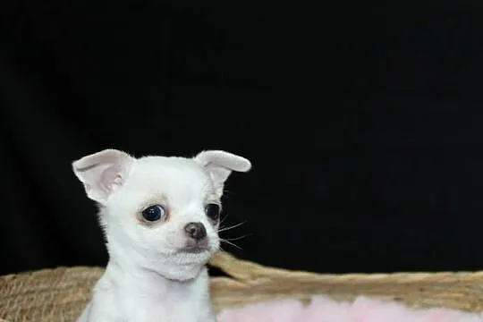 Chihuahua biały chłopiec ZKwP FCI, Zachodniopomorskie, Świnoujście