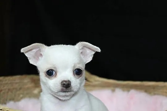 Chihuahua biały chłopiec ZKwP FCI, Zachodniopomorskie, Świnoujście