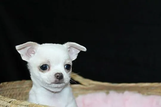 Chihuahua biały chłopiec ZKwP FCI, Zachodniopomorskie, Świnoujście