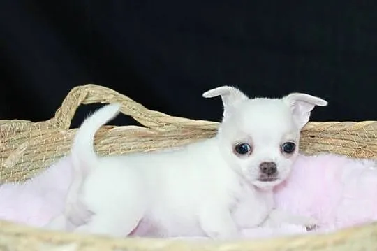 Chihuahua biały chłopiec ZKwP FCI, Zachodniopomorskie, Świnoujście