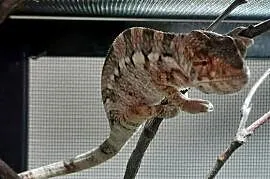 Samica kameleona lamparciego ambilobe