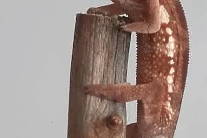 Samica kameleona lamparciego ambilobe, Małopolskie, Chrzanów