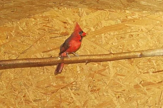 Kardynały szkarłatne (Cardinalis cardinalis)